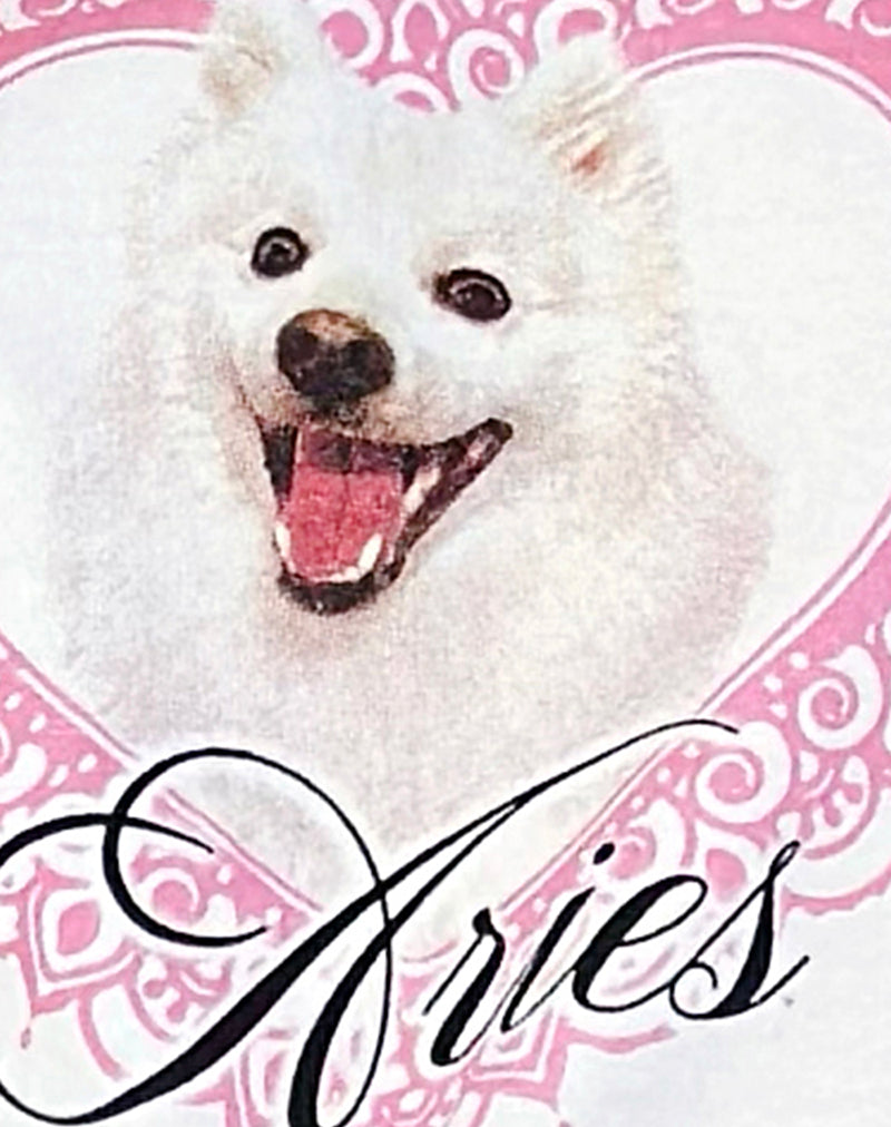 Oversize Basic Tee in White with Aries Motel Pet Print